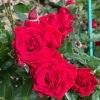 Ingrid Bergman Rose丨Flower Gardens