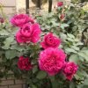 Ivor's Rose丨Flower Gardens
