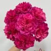 Ivor's Rose丨Flower Gardens