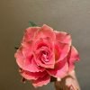 Japanese tale Rose丨Flower Gardens