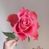 Japanese tale Rose丨Flower Gardens
