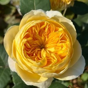 Jeanne d'Arc Rose丨Flower Gardens