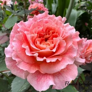 Jef l'Artiste Rose丨Flower Gardens