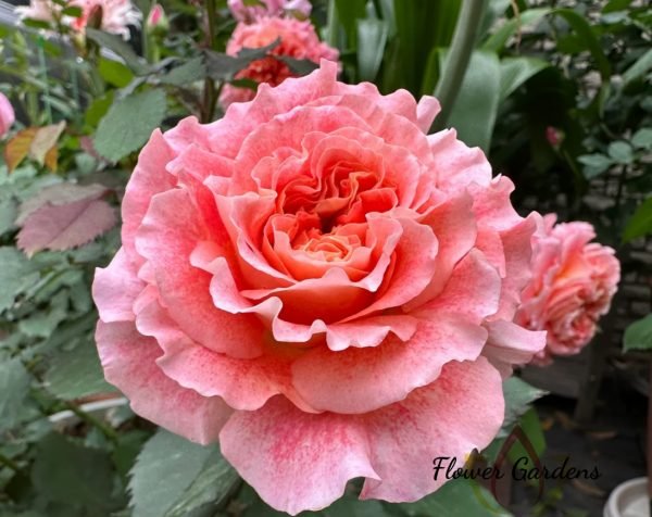 Jef l'Artiste Rose丨Flower Gardens
