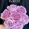 Karen Rose丨Flower Gardens