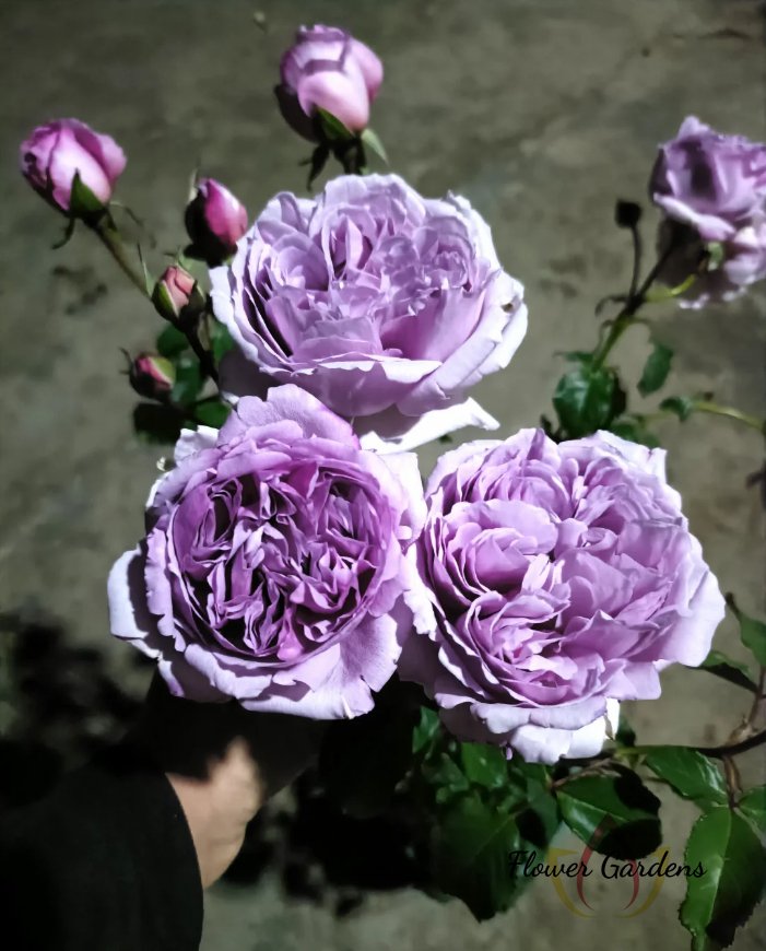 Karen Rose for sale丨Flower Gardens