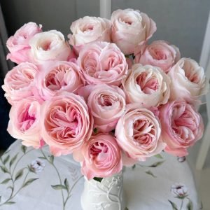 Katherine Renaissance Rose丨Flower Gardens