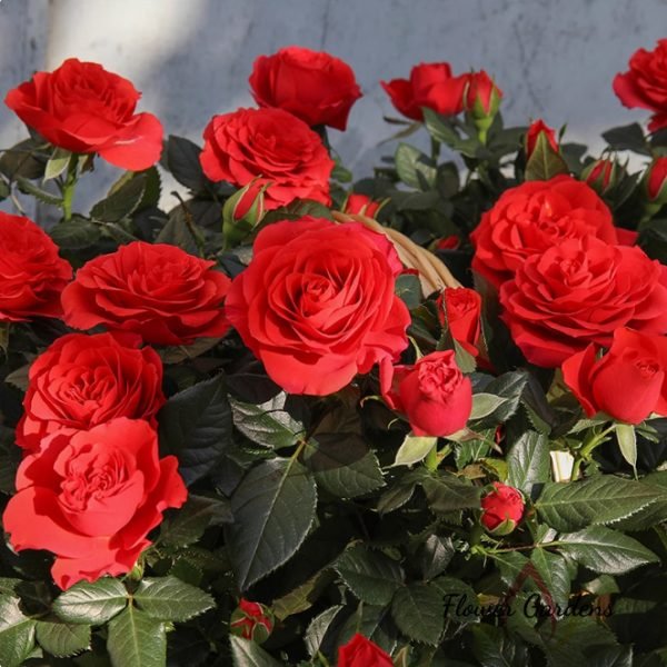 King of Infinity Rose丨Flower Gardens