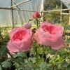Koharu Rose 丨Flower Gardens