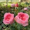Koharu Rose 丨Flower Gardens