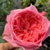Koharu Rose Plant丨Flower Gardens