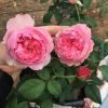 Koharu Rose for sale丨Flower Gardens