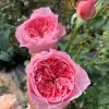 Koharu Rose丨Flower Gardens