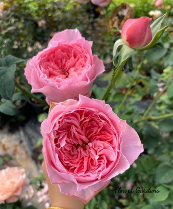 Koharu Rose丨Flower Gardens