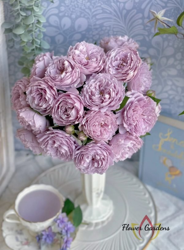 Kong Meng Rose丨Flower Gardens