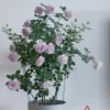Kong Meng Rose Plant丨Flower Gardens