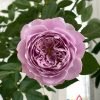Kong Meng Rose for sale丨Flower Gardens