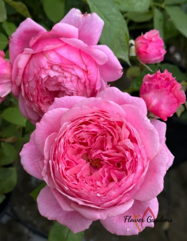 Lady's heirloom Rose 丨Flower Gardens