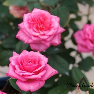 Maggiore Forever Rose丨Flower Gardens