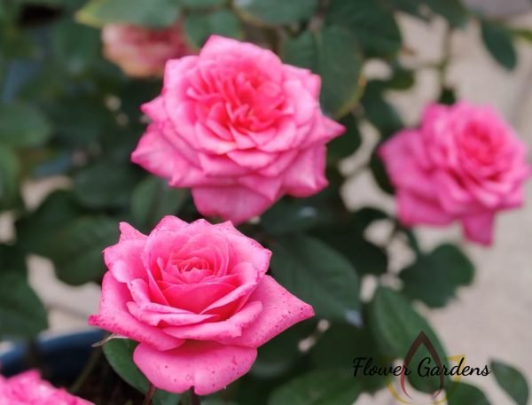 Maggiore Forever Rose丨Flower Gardens