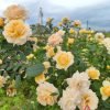 Marc-Antoine Charpentier Rose丨Flower Gardens