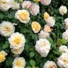 MASmacha Rose丨Flower Gardens