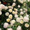 Marc-Antoine Charpentier Rose plant丨Flower Gardens