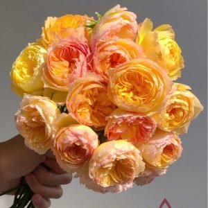 Mayfly Rose丨Flower Gardens