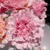 Mayra Peach Rose丨Flower Gardens