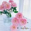 Mikoto Rose丨Flower Gardens