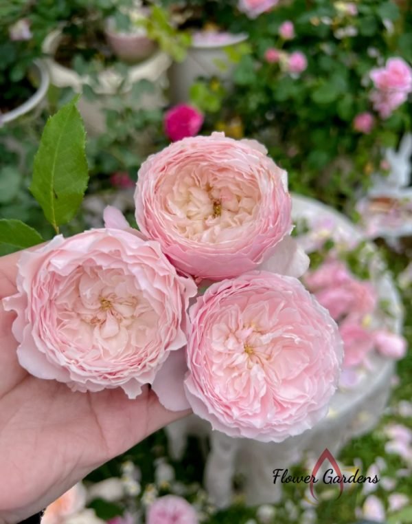 Misaki Rose丨Flower Gardens