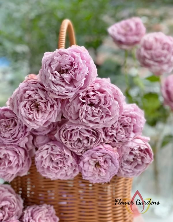 Monarome Rose plant丨Flower Gardens