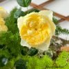 Misty Moonlight Rose plant丨Flower Gardens