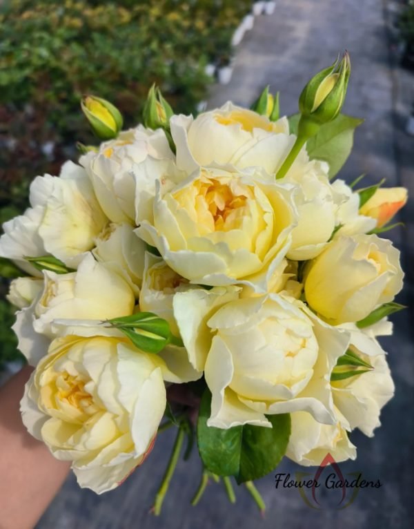 Moon Overfliwing Rose 丨Flower Gardens