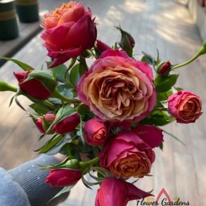 Napoli Forever Rose for sale丨Flower Gardens