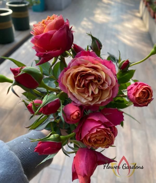 Napoli Forever Rose for sale丨Flower Gardens