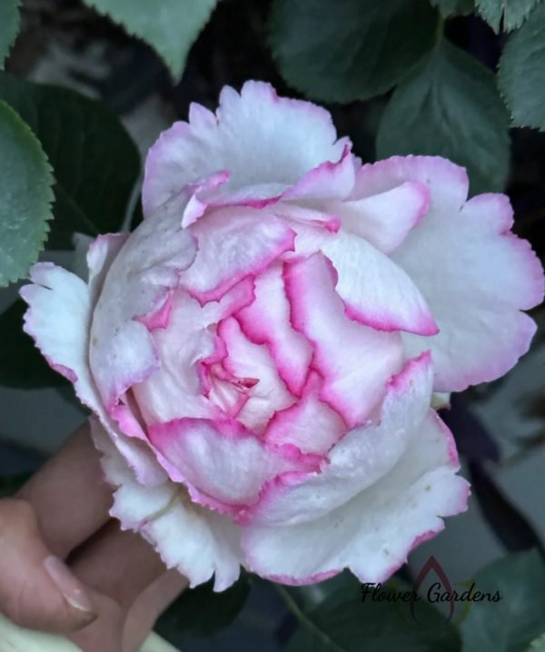 Noble de Parfum Rose丨Flower Gardens