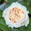 Paradise Beach Rose丨Flower Gardens