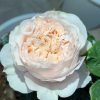 Paradise Beach Rose plant丨Flower Gardens