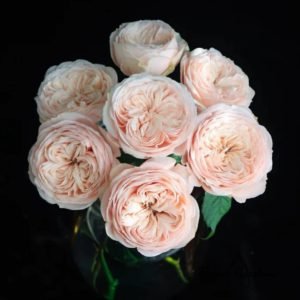 Paradise Beach Rose丨Flower Gardens