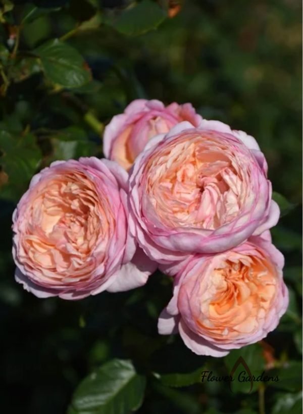 Partner Rose丨Flower Gardens