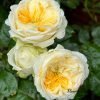 Persuasion Rose for sale丨Flower Gardens