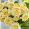 Persuasion Rose丨Flower Gardens