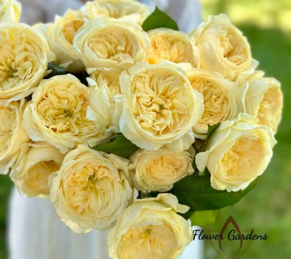 Persuasion Rose丨Flower Gardens