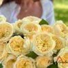 Persuasion Rose丨Flower Gardens