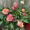 Pimms Rose for sale丨Flower Gardens