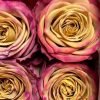 Pimms Rose plant丨Flower Gardens