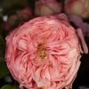 Pin-up Rose for sale丨Flower Gardens