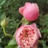 Pin-up Rose plant丨Flower Gardens
