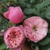 Pin-up Rose丨Flower Gardens